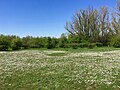 Grasland, doornstruweel en wilgenvloedbos in de Gendtse Waard