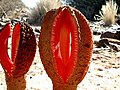 Flor de Hydnora africana em Karasburg District, Namíbia, 2002.