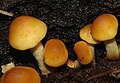 Hypholoma capnoides