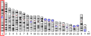 1號染色體