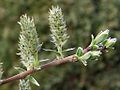 Flor do salgueiro anano (Salix repens).