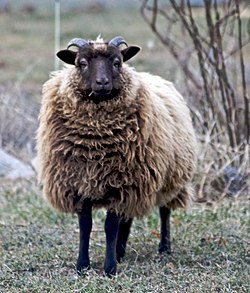 A shetland sheep.