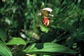 Cypripedium guttatum