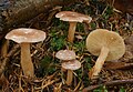 Lactarius glyciosmus