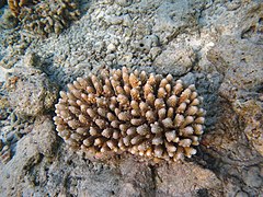 Acropora lutkeni