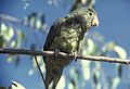 Cobalt-winged parakeet (B. cyanoptera)