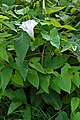 Calystegia sepium