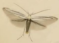 Description de l'image Coleophora_anatipennella.JPG.