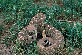 Crotalus atrox