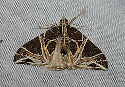 Ecliptopera rectilinea (Larentiinae)