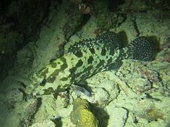 Un mérou marbré (Epinephelus fuscoguttatus)