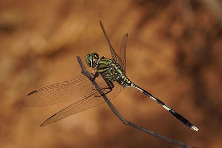 Orthetrum sabina (ആൺതുമ്പി)