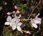 Prunus nipponica