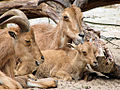 Ewes and a juvenile at Zoologischer Garten, Berlin, Germany