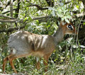 Dic-dic a Masai Mara (Kenya)