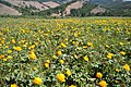 Trollius in the south-west of Buryatia, Russia