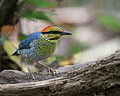 Blue pitta