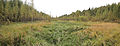 Image 5A marsh in Jyväskylä, Finland (from Marsh)