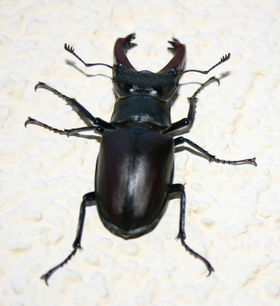 Lucanus cervus, macho