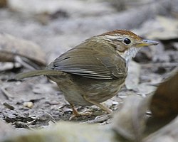 Fläcktimalia (P. ruficeps)