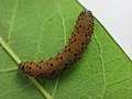 Larva, final instar