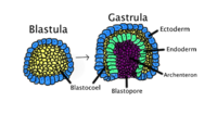 Gastrulatie vindt plaats als het blastoderm, bestaande uit één laag, zich naar binnen vouwt en een gastrula gaat vormen. Kleurcode bij deze afbeelding: ectoderm, blauw; endoderm, groen; blastocoel (dooierzak), geel; en archenteron (oerdarm), paars.