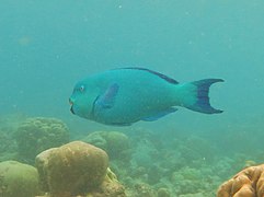 Un poisson-perroquet vert (Chlorurus enneacanthus)