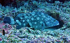 Un mérou à points blancs (Epinephelus coeruleopunctatus)