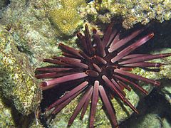 Un oursin-crayon (Heterocentrotus mamillatus, forme violette) de nuit