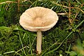 Inocybe rimosa