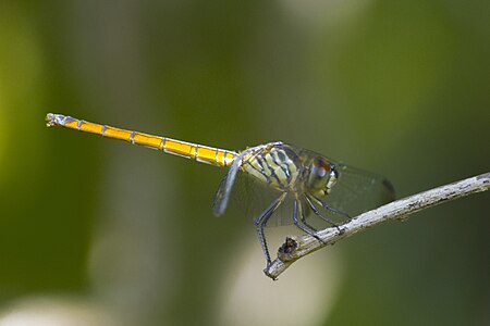 Lathrecista asiatica (പെൺതുമ്പി)