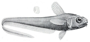 Lepidorhynchus denticulatus