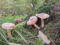 !Lactarius rufus!