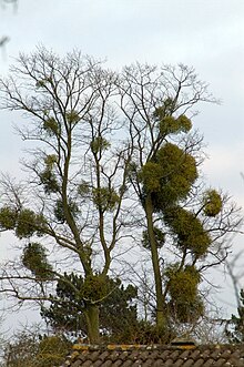 Come pianta emiparassita, il vischio in questo albero sfrutta il suo ospite per i nutrienti e come luogo di crescita.