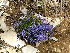 Polygale du calcaire.