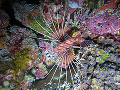 Un poisson-scorpion à antennes (Pterois antennata)