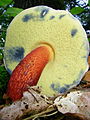 !Boletus calopus var. pachypus!