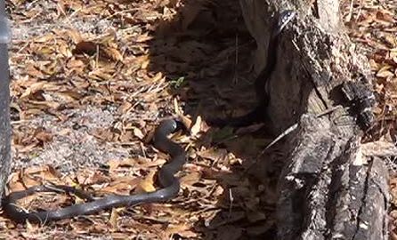 A 1.8m southern black racer basking in the Inverness, Florida, sunshine on a cool morning