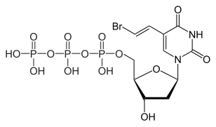 Brivudine 5'-triphosphate, the active metabolite