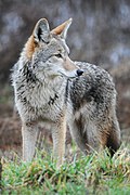 Un coyote au refuge faunique national de Ridgefield, aux États-Unis.