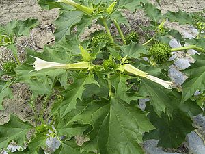 Datura stramonium