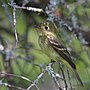 Miniatura para Empidonax flaviventris