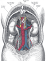 Les liens entre les viscères et les grands vaisseaux de l’abdomen (vue postérieure).