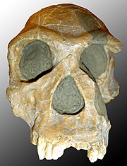 Ο Homo habilis