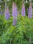 Blad handdelig Vaste lupine (Lupinus polyphyllus)