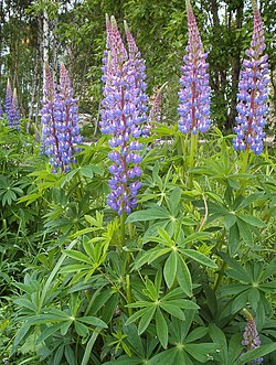 Komealupiini (Lupinus polyphyllus)