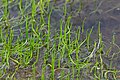 The peculiar pillwort fern is near threatened (NT) on a global scale, but found growing in Thy.