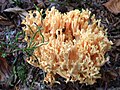 !!Ramaria formosa!!