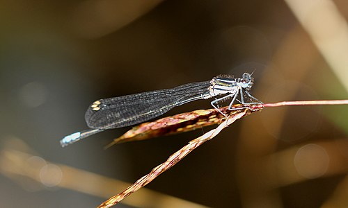 ആൺതുമ്പി