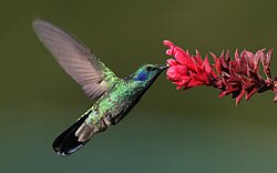 Talassinkolibri (Colibri thalassinus)